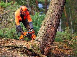 Best Leaf Removal  in Goodrich, MI