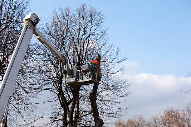 Tree Removal Services