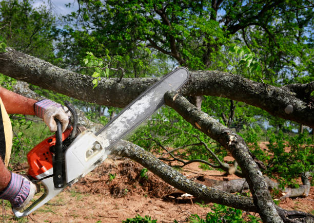 Best Tree and Shrub Care  in Goodrich, MI