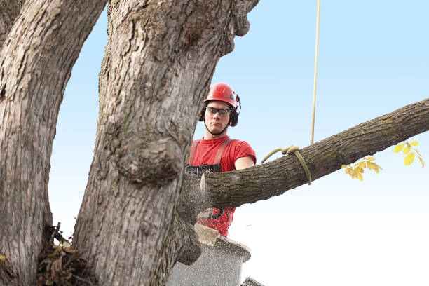 Best Commercial Tree Removal  in Goodrich, MI